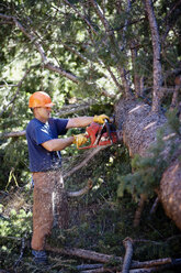 Mann fällt Baum im Wald - CAVF36668
