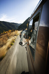 Dog peeking through car window - CAVF36679