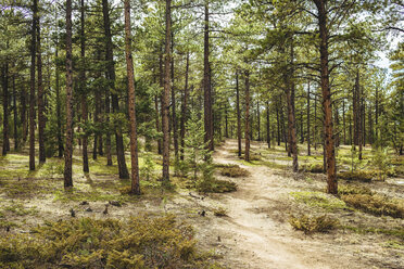 Trees growing on field in forest - CAVF36940