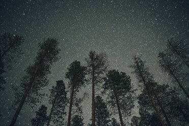 Low angle view of trees growing against star field - CAVF36948