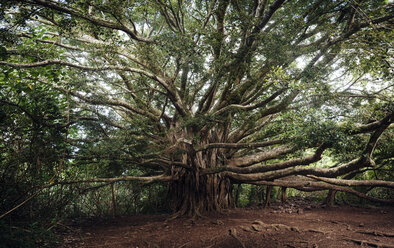 Großer Baum wächst auf einem Feld - CAVF36955