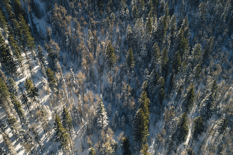 Hohe Winkelansicht von Kiefern auf schneebedecktem Feld im Wald, lizenzfreies Stockfoto