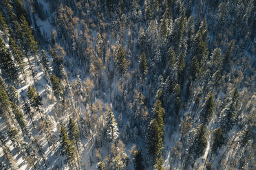 Hohe Winkelansicht von Kiefern auf schneebedecktem Feld im Wald - CAVF36964