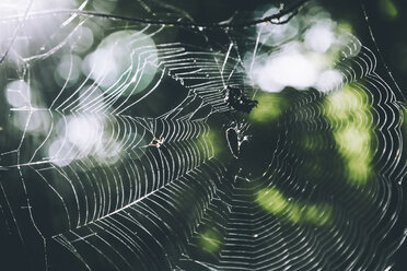 Close-up of spider web - CAVF37055