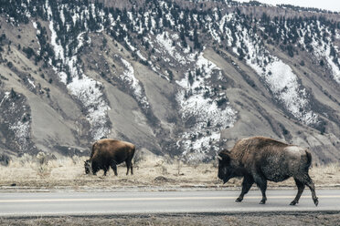 Amerikanische Bisons überqueren die Straße - CAVF37063