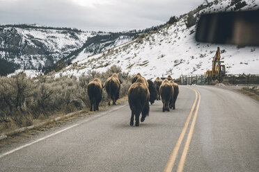 Amerikanische Bisons auf der Straße durch die Windschutzscheibe eines Autos gesehen - CAVF37064