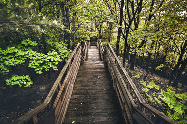 High angle view of footbridge amidst trees in forest - CAVF37066