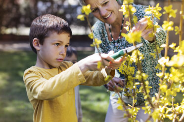 Glückliche ältere Frau betrachtet ihren Enkel beim Schneiden von Blumen auf dem Rasen - CAVF37119