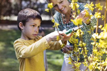 Happy senior woman looking at grandson clipping flowers at lawn - CAVF37119