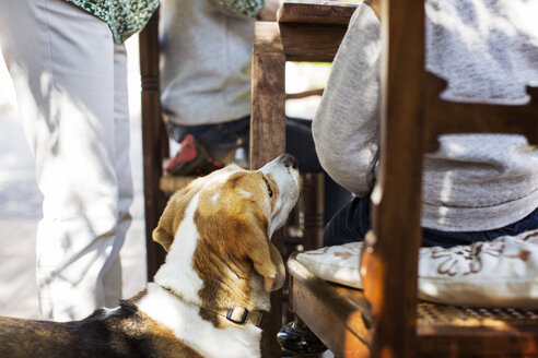 Beagle bei Familie auf dem Hof - CAVF37126