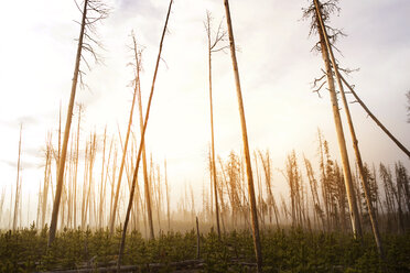 Bare trees on field at Yellowstone National Park - CAVF37460