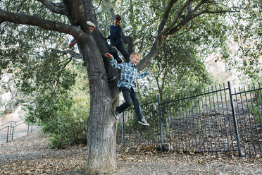 Brüder beobachten einen Jungen, der im Park vom Baum springt - CAVF37587