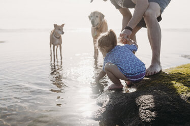 Vater und Tochter mit Hunden am felsigen Strand - CAVF37637