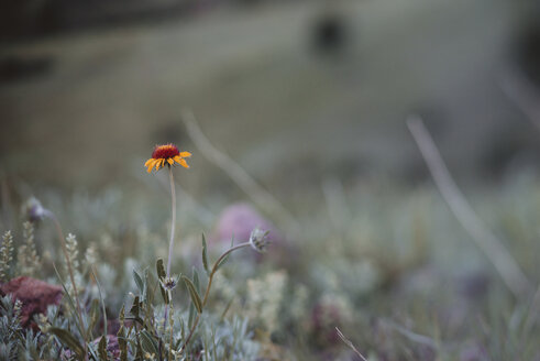 Nahaufnahme einer auf einem Feld wachsenden Blume - CAVF37670