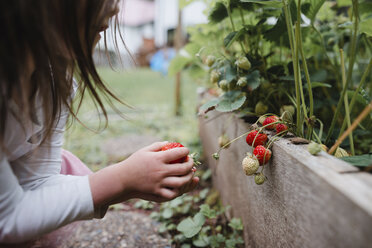 Abgeschnittenes Bild eines Mädchens, das Erdbeeren im Gemüsegarten pflückt - CAVF37674