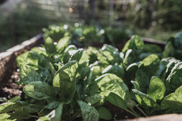 Nahaufnahme von Spinat, der in einem Topf im Gemüsegarten wächst - CAVF37681