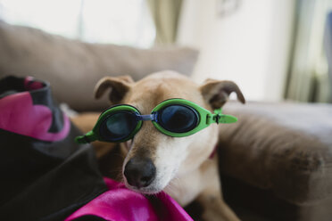 Porträt eines Hundes, der zu Hause eine Schwimmbrille trägt - CAVF37694