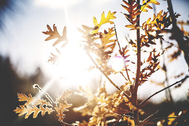 Sonnenlicht strömt durch eine Pflanze im Wald im Herbst - CAVF37706