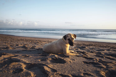 Hund sitzt auf Sand am Strand gegen Meer und Himmel - CAVF37720