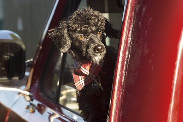 Hund schaut durch das Fenster eines Pick-ups an einem sonnigen Tag hinaus - CAVF37776