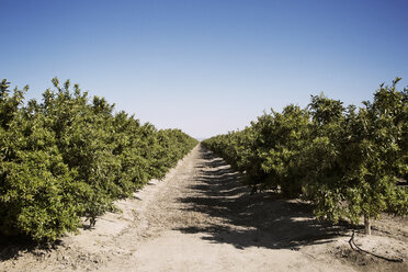 Pfad im Obstgarten vor blauem Himmel - CAVF37789