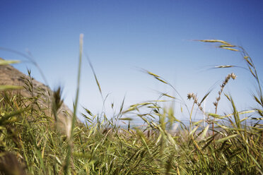 Auf einem Feld wachsende Feldfrüchte vor blauem Himmel - CAVF37791