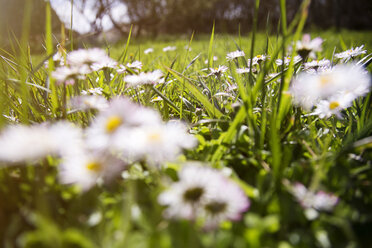 Blühende Blumen auf einem grasbewachsenen Feld an einem sonnigen Tag - CAVF37813