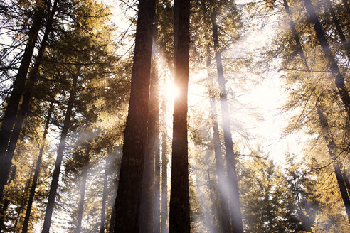 Wald im Sonnenlicht - CAVF37847