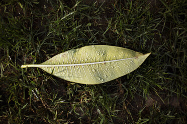 Close-up view of wet leaf - CAVF37852