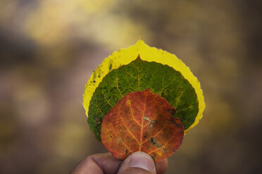 Mann hält Herbstblätter in der Hand - CAVF37867