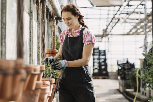 Woman checking leaves growing on potted plant in greenhouse - MASF03293