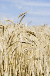 Rye field against sky - MASF03416