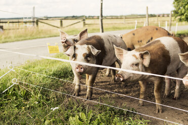 Schweine auf dem Feld neben der Straße auf dem Bauernhof - MASF03479