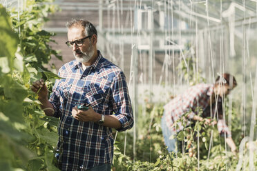 Mature farmer checking plants with coworker working in greenhouse - MASF03481