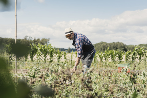Älterer Gärtner beim Graben mit Schaufel auf dem Bauernhof, lizenzfreies Stockfoto