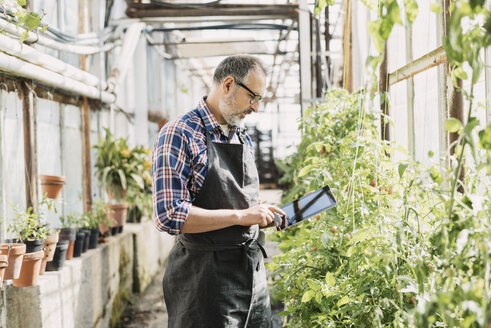 Male gardener using digital tablet in greenhouse - MASF03486
