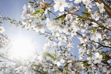 Low angle view of white flowers blooming on branch during sunny day - MASF03579