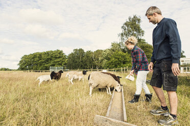 Bäuerin füttert Schafe, während sie neben einem Mann auf dem Bauernhof steht - MASF03634