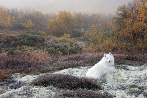 Dog sitting on grassy field during autumn - MASF03657