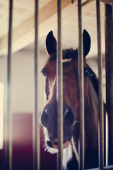 Close-up of horse behind metal bars - MASF03721
