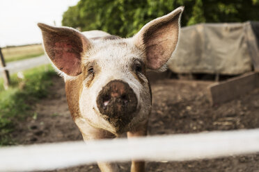 Porträt eines Schweins in Nahaufnahme auf einem Bauernhof - MASF03725