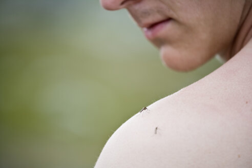 Nahaufnahme von Stechmücken auf der Schulter eines Mannes - MASF03747