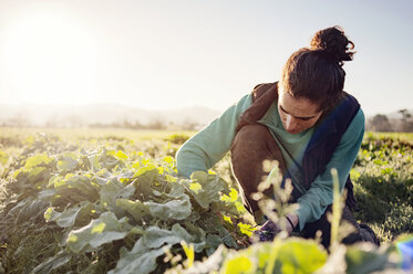 Woman examining plants in field - CAVF38023