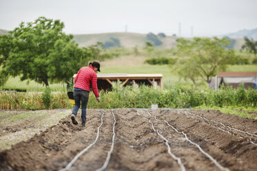 Rear view of female farmer sowing seeds on farm - CAVF38079