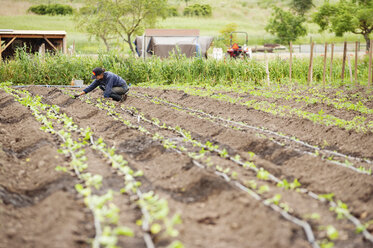 Female farmer examining plants at farm - CAVF38081