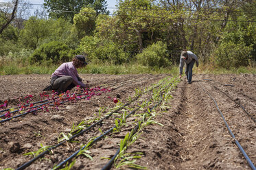 Bäuerinnen bei der Arbeit auf dem Feld - CAVF38088