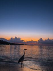 Malediven, Ross-Atoll, Graureiher am Strand bei Sonnenuntergang - AMF05689