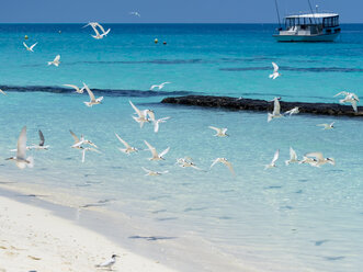 Maledives, Ross Atoll, flying swallows hunting fish - AMF05691
