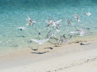 Maledives, Ross Atoll, flying swallows hunting fish - AMF05692