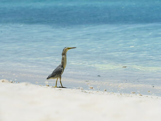 Grey heron, Ardea cinerea, young animal walking at beach - AMF05693